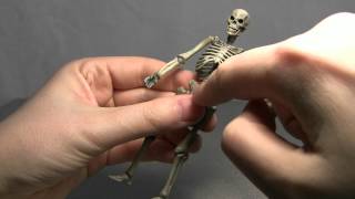 Revoltech Skeleton Army Warrior Figure from Jason and the Argonauts Figure Review [upl. by Eadie]