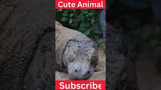 Komodo Dragon  Attack  Life  Health  Size  101 Facts [upl. by Nylsaj]