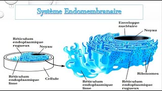 BIOLOGIE CELLULAIRE  SYSTÈME ENDOMEMBRANAIRE REAG [upl. by Itoc893]