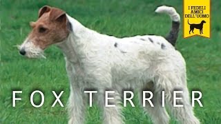 FOX TERRIER trailer documentario [upl. by Otreblanauj]