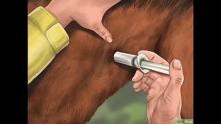 Comment faire une injection intramusculaire chez un cheval [upl. by Nalyt613]