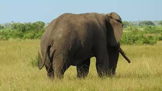 Savanna Elephant Loxodonta africana Video 02 [upl. by Attekal]