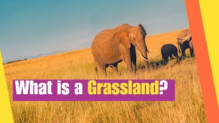 What is a Grassland  Learn about the Plants and Animals that Live in Grasslands  Lesson Boosters [upl. by Arihsat540]