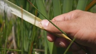 Survival Medicine Cattail Anesthetic Gel SHTF Bug Out Grid Down Medicine [upl. by Inahet]