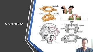 artrocinematica de los movimientos de la articulación occipitoatloidea [upl. by Williamson]