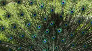 The Indian Peafowl – The Most Fascinating Bird In The World [upl. by Ecikram]