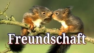 11 schöne Sprüche über quot Freundschaft quot  Julebuergerfee [upl. by Dareen]