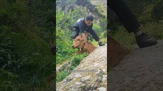 I found a cow getting stuck in a rock while eating grass animalrearing animalfarming ruminants [upl. by Ellehcin377]