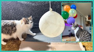 Kittens supervising while their birthday balloon is made Extras from DIY paper mache balloon [upl. by Trilbi923]