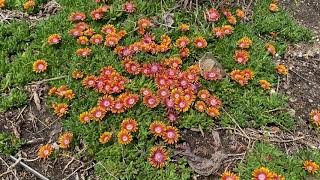 FIRE SPINNER® Delosperma  Garden Crossings [upl. by Novrej601]