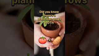 Tomato Potato Pomato agriculture trending facts edibleplants quiz [upl. by Una]