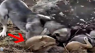 Kangal Obliterates A Wolf  Kangal vs wolf fight [upl. by Krebs]