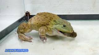 Amazing Asian Bullfrog Eats Big Mouse Warning Live Feeding [upl. by Iknarf]