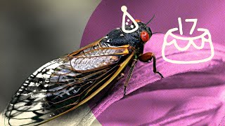 DEMYSTIFIED Why do some cicadas only appear every 17 years  Encyclopaedia Britannica [upl. by Sethrida24]