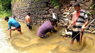 കൊഴുത്ത മടയിൽ കുത്തി ആരൽ പിടുത്തം🐉eel fishing aral fishingeel catchingeel fishing videoeel fish [upl. by Eenel]