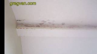 Mold on Bathroom Ceiling from Roofing Damage [upl. by Xella713]