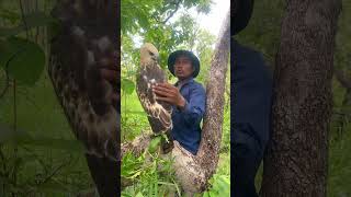 A man see eagle on a tree at the forest part 03 oldmanofthemountain eagle birds wildlife [upl. by Macegan]