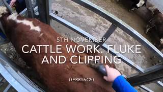 CATTLE WORK FLUKE AND CLIPPING [upl. by Ik]