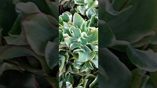 Crassula arborescens Variegata [upl. by Hale]