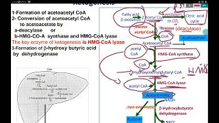 ketogenesis and ketogenolysis [upl. by Portia]