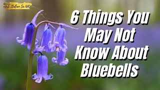 6 Things You May Not Know About Bluebells 😮 [upl. by Corsiglia]