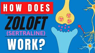 HOW DOES ZOLOFT WORK SERTRALINE MEDICATION FUNCTION EXPLAINED [upl. by Ak920]