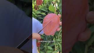 Satisfying fresh fruit farm fruitcutting mango apple fruit shorts [upl. by Shafer]