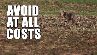 Beginner Coyote Hunting Mistakes  Part One [upl. by Hcab]