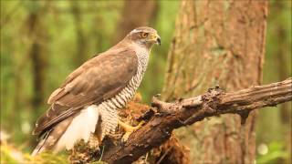 Goshawk screeming [upl. by Lyndell]