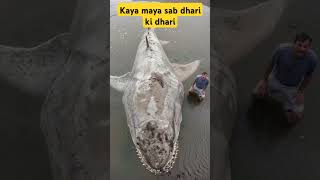 Do din ka mela abhi akela jayega sham shanshortsfeed ytshorts facts whales viral trending www [upl. by Marceau]