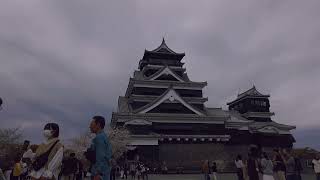 Cherry blossom  Kumamoto Castle [upl. by Brackett]