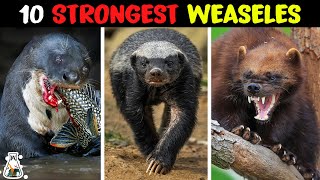 10 Most Powerful Mustelids on Earth [upl. by Waylan497]