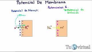 Fisiología  Potencial de difusión potencial de membrana potencial de Nernst [upl. by Kynthia]