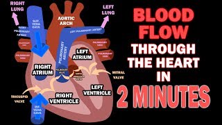 Blood Flow through the Heart in 2 MINUTES [upl. by Sascha793]