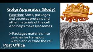 Eukaryote Organelles [upl. by Rennie]