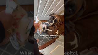 Boxers Jump On Their Sisters Crib To Greet Her Every Morning  The Dodo [upl. by Brent]