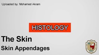 Histology  The Skin  Skin Appendages [upl. by Winograd]