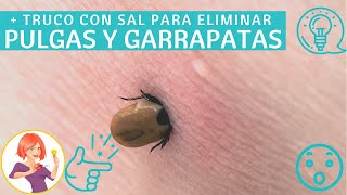 ELIMINA RÁPIDAMENTE LAS PULGAS Y LAS GARRAPATAS CON SAL EN TAN SOLO 5 PASOS [upl. by Ammeg]