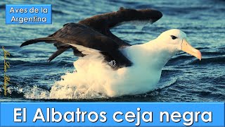 ALBATROS CEJA NEGRA Black browed Albatross Thalassarche melanophrys Aves de la Argentina [upl. by Nair]