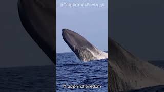 Blue Whale │ Earths Largest Mammal with Majestic Calls and Deep Sea Wonders [upl. by Ikoek]