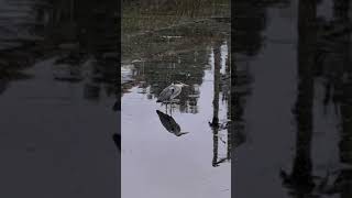 Heron  Sankey canal Penketh [upl. by Stock]