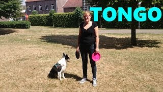 BORDER COLLIE CATCHING FRISBEE IN BELGIUM Frisbee Training met Border Collie Tongo in Bree 26617 [upl. by Concordia532]