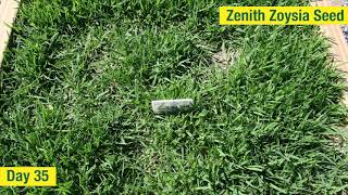 Zoysia Seed Time Lapse  Growth in the First 51 Days [upl. by Ahsiuq]