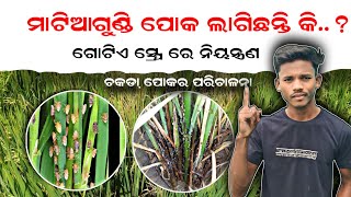 ମାଟିଆଗୁଣ୍ଡି  ଚକଡା଼ ପୋକ ସବୁ ଖତମ୍  Brown Plant Hopper Control in Paddy Crops [upl. by Namso]