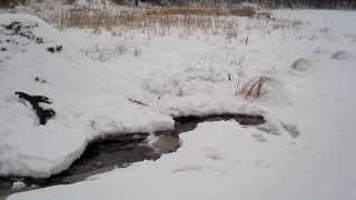 Trapping Beaver with baited sets through the ice [upl. by Armando]