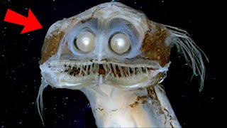 Top 10 Most UNUSUAL Deep Sea Creatures Ever Discovered [upl. by Michi465]