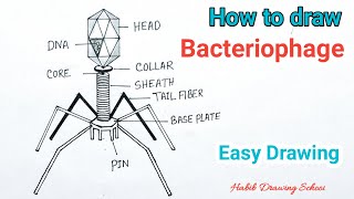 How to Draw Bacteriophage Diagram  Bacteriophage Virus Drawing [upl. by Senilec]