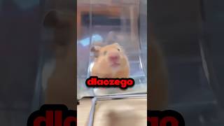 DLACZEGO CHOMIKI BIEGAJĄ NA KÓŁKACH‼️⁉️🐹 [upl. by Evreh815]