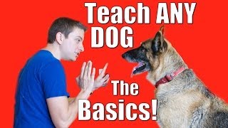 Dog Training 101 How to Train ANY DOG the Basics [upl. by Dlonyer]