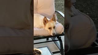 Husky mix doglover cute pets relaxing florida home [upl. by Anelaf]